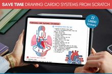 Load image into Gallery viewer, Cardiovascular Digital Stickers, Medical Student, Nursing, Digital Planner Sticker Pack, iPad Sticker Book, GoodNotes, Anatomy, Physiology
