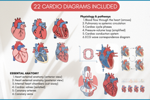 Load image into Gallery viewer, Cardiovascular Digital Stickers, Medical Student, Nursing, Digital Planner Sticker Pack, iPad Sticker Book, GoodNotes, Anatomy, Physiology
