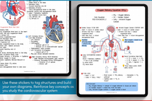 Load image into Gallery viewer, Cardiovascular Digital Stickers, Medical Student, Nursing, Digital Planner Sticker Pack, iPad Sticker Book, GoodNotes, Anatomy, Physiology
